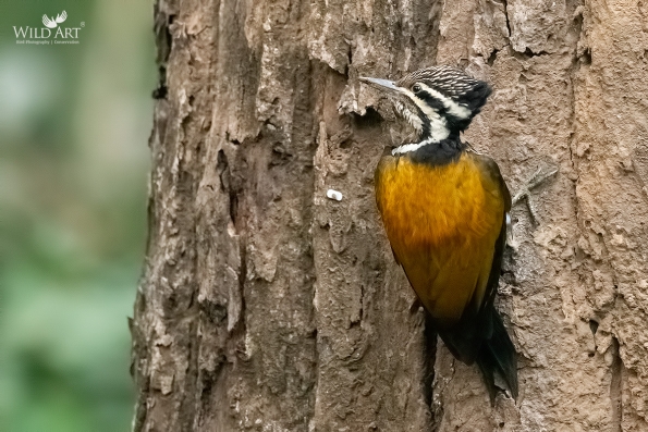Woodpeckers (Picidae)