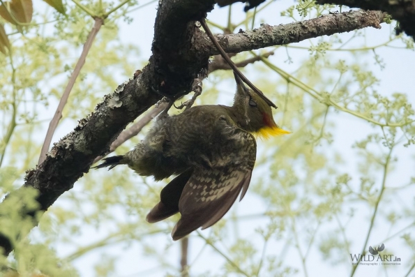 Woodpeckers (Picidae)