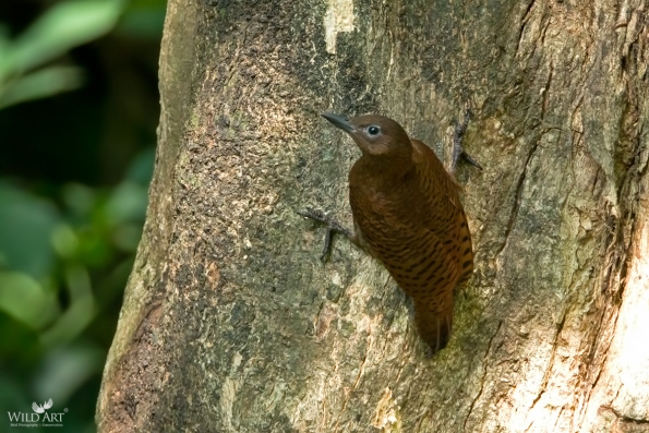 Woodpeckers (Picidae)