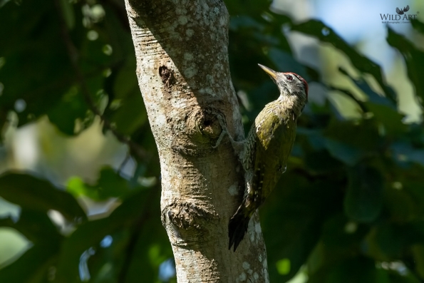 Woodpeckers (Picidae)