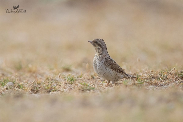 Woodpeckers (Picidae)