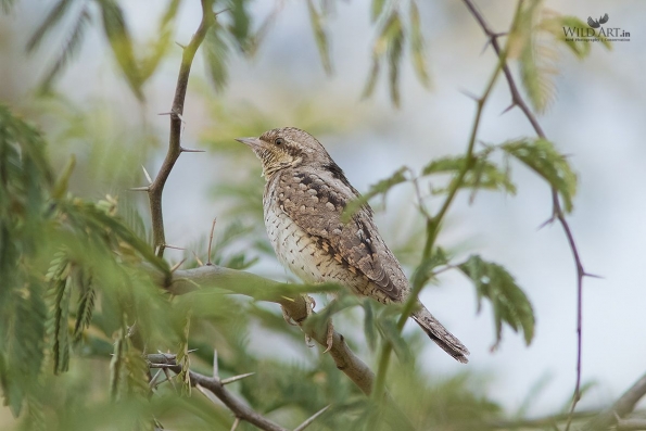 Woodpeckers (Picidae)