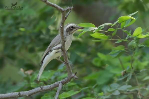 Woodshrikes, Flycatcher-shrikes (Vangidae)