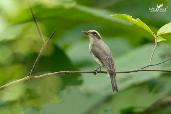Woodshrikes, Flycatcher-shrikes (Vangidae)