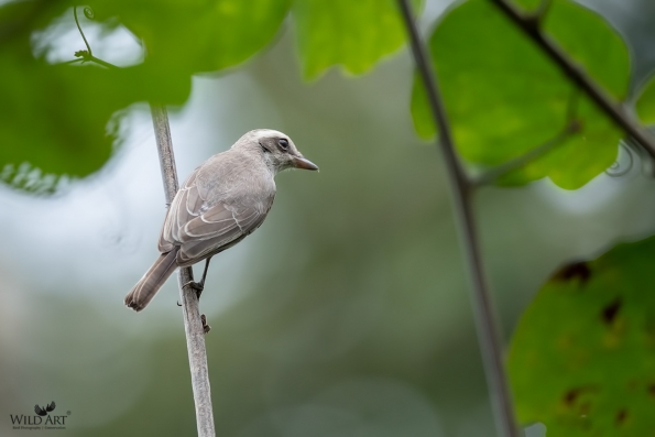 Woodshrikes, Flycatcher-shrikes (Vangidae)