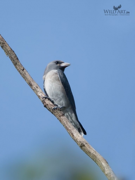 Woodswallows (Artamidae)
