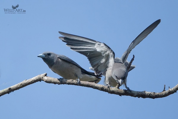 Woodswallows (Artamidae)