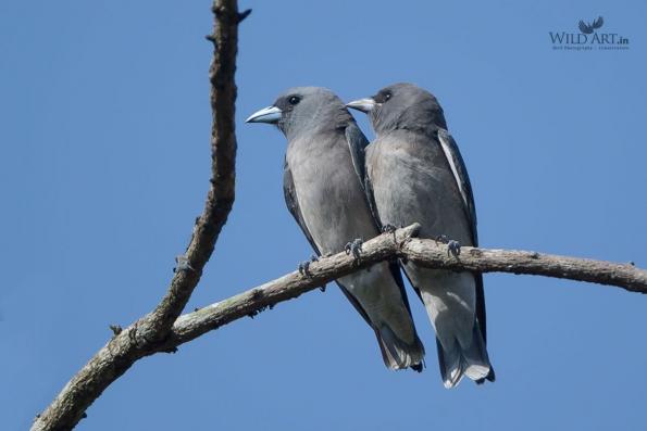 Woodswallows (Artamidae)