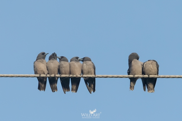 Woodswallows (Artamidae)