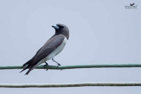Woodswallows (Artamidae)