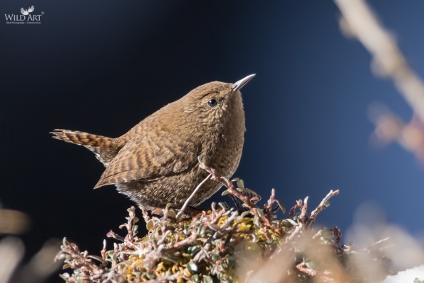 Wrens (Troglodytidae)