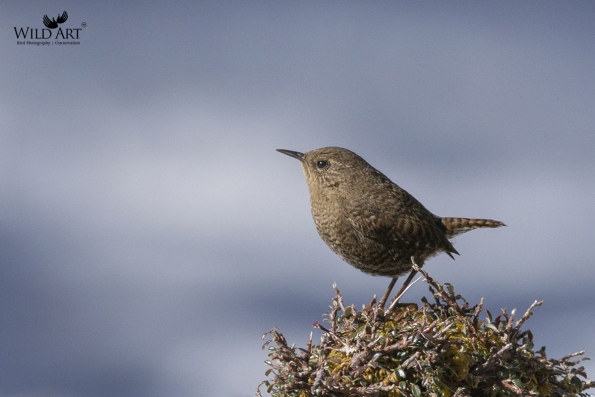 Wrens (Troglodytidae)