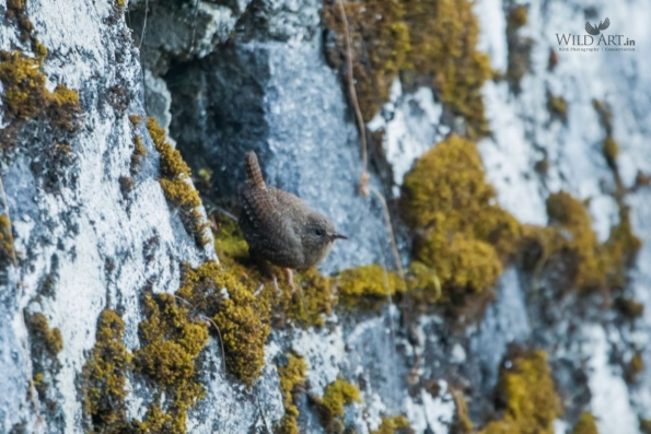 Wrens (Troglodytidae)